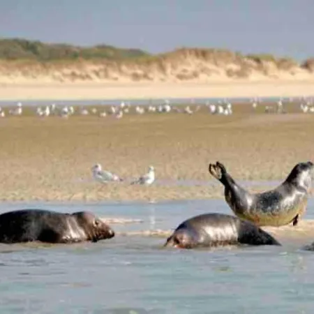 Holiday Home In Quend-Plage Near Sandy Beach *