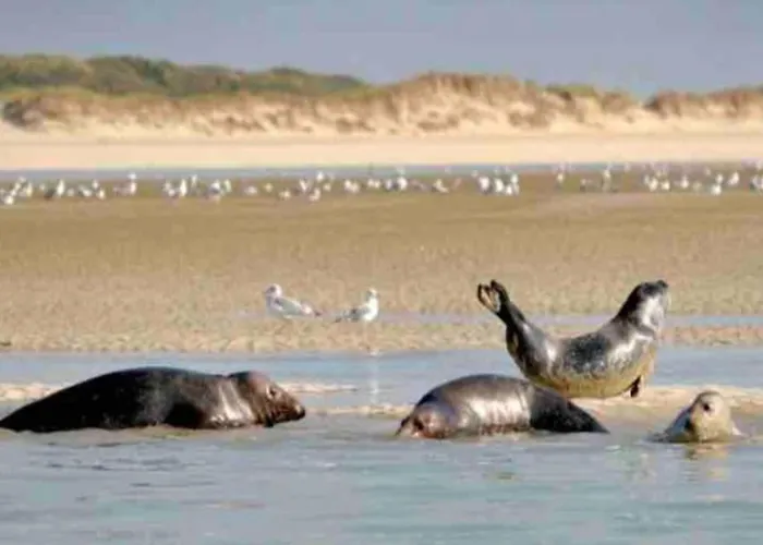 In Quend-plage Near Sandy *